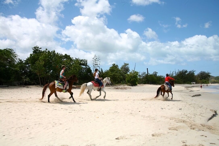 Antigua Horseback Beach Experience