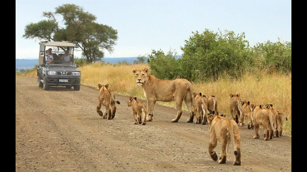 Kruger National Park Full-Day Game Drive