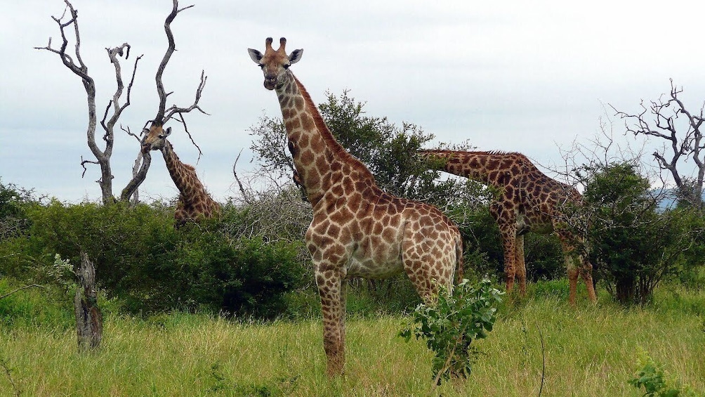 Show item 5 of 7. Kruger National Park Full-Day Game Drive