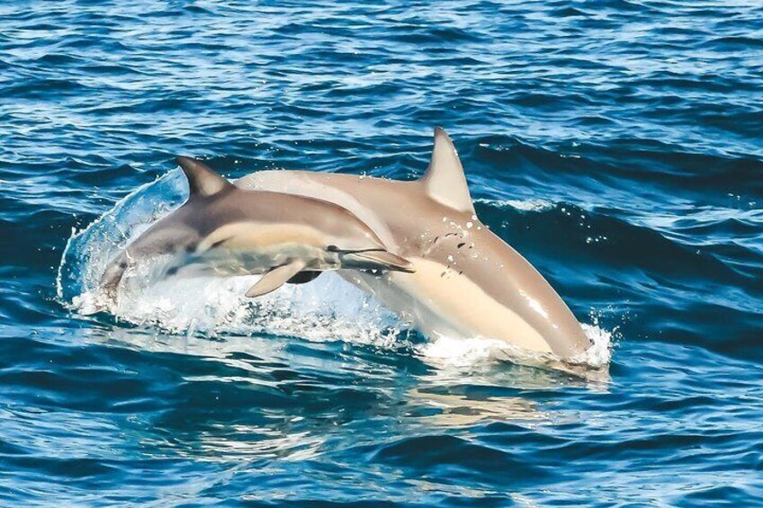 Cruise with Dolphins in Byron Bay