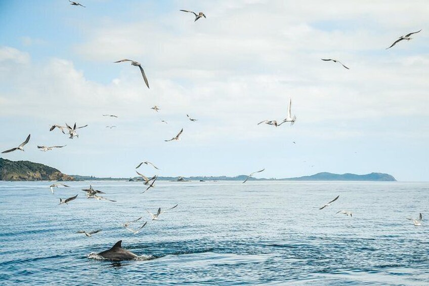 Cruise with Dolphins in Byron Bay