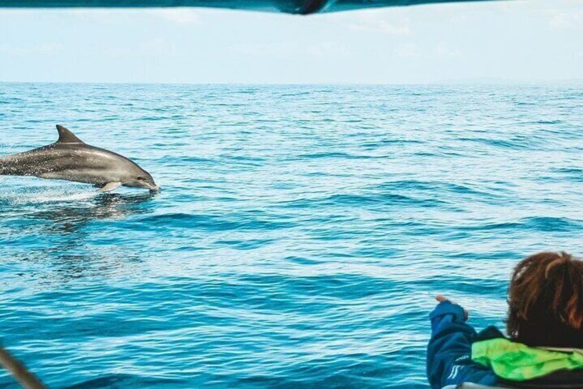 Cruise with Dolphins in Byron Bay