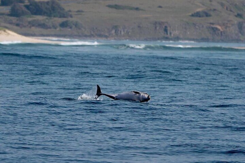 Cruise with Dolphins in Byron Bay