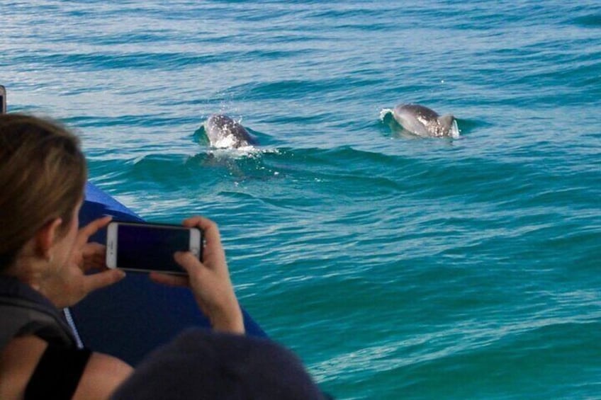 Cruise with Dolphins in Byron Bay