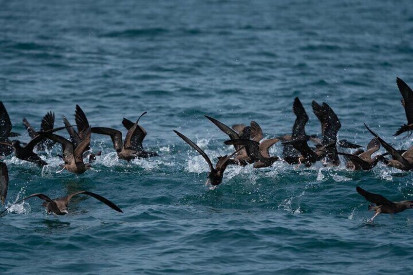 Cruise with Dolphins in Byron Bay