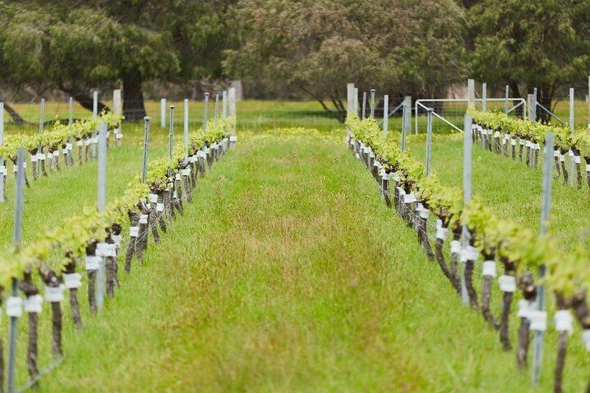 Organic Vineyard/Farm Tour