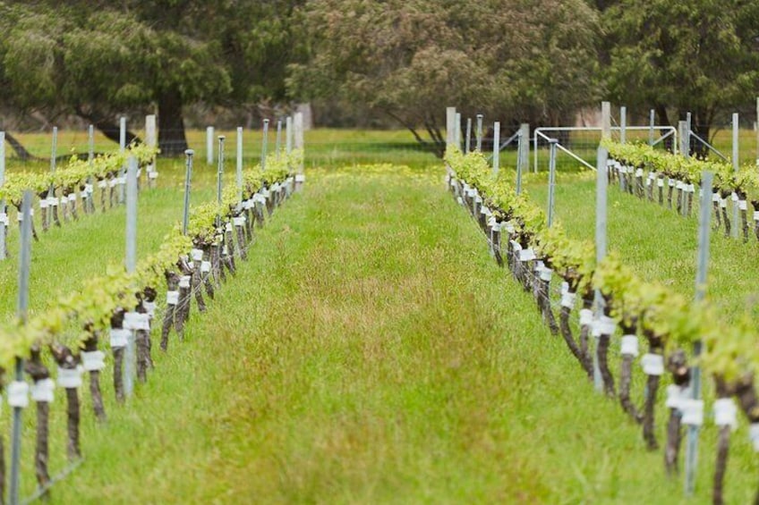 Organic Vineyard/Farm Tour