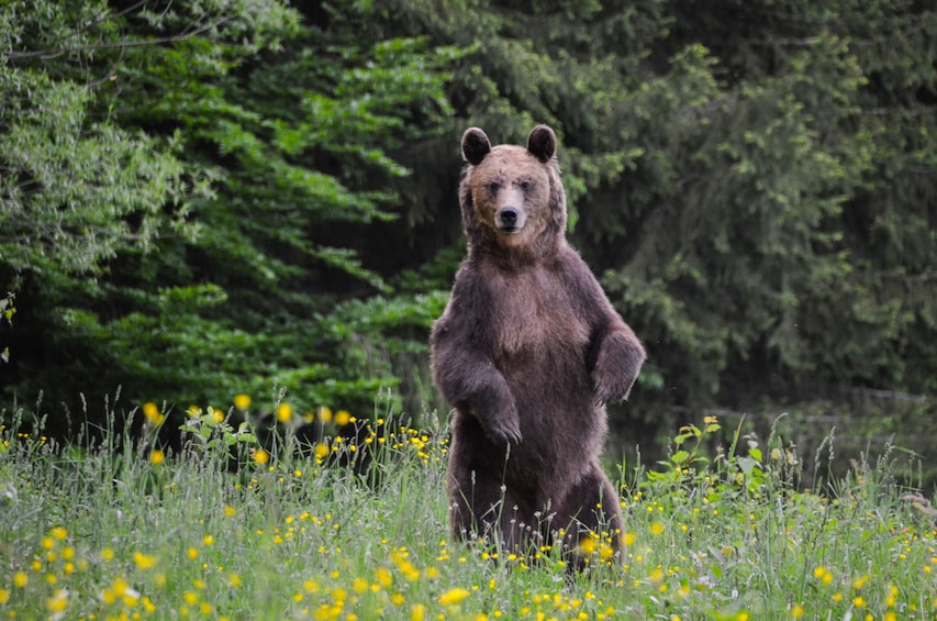 From Brasov: Bear watching tour in the Land of Volcanoes