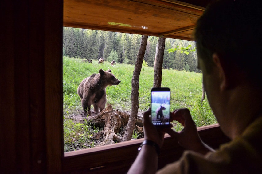 From Brasov: Bear watching tour in the Land of Volcanoes
