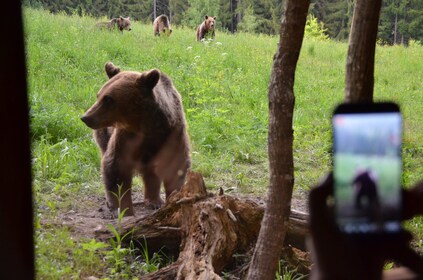 Fra Brasov: Bjørnesikringstur i vulkanenes land