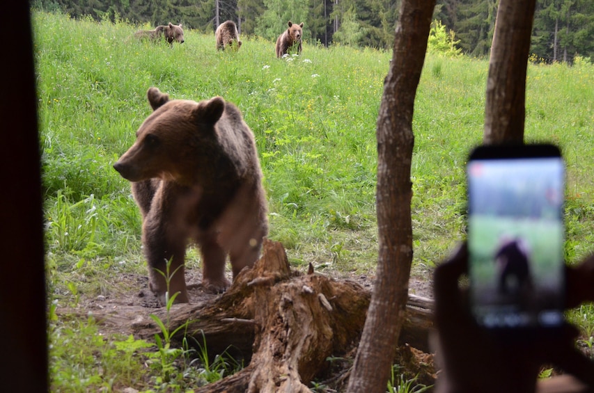 From Brasov: Bear watching tour in the Land of Volcanoes