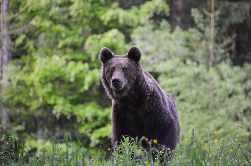 From Brasov: Bear watching tour in the Land of Volcanoes