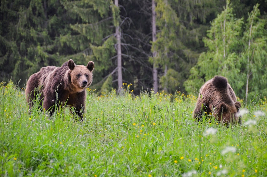 From Brasov: Bear watching tour in the Land of Volcanoes