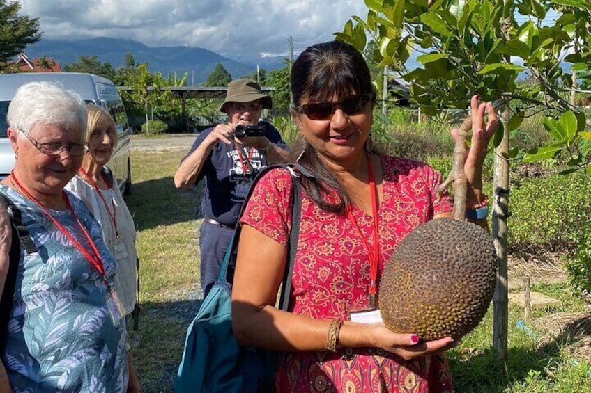 Jack fruit !