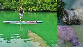 Manatee Photo Safari - Paddleboard with Manatees in Miami