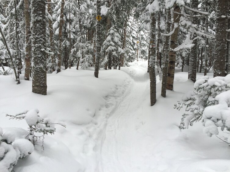 Snowshoeing Tour in Jacques-Cartier National Park 