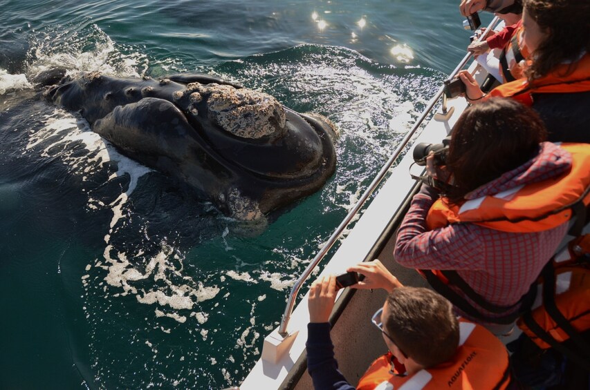 Peninsula Valdes Tour from Puerto Madryn & Whale Watching