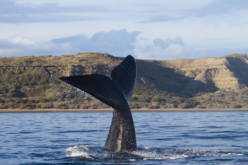 Peninsula Valdes Tour from Puerto Madryn & Whale Watching