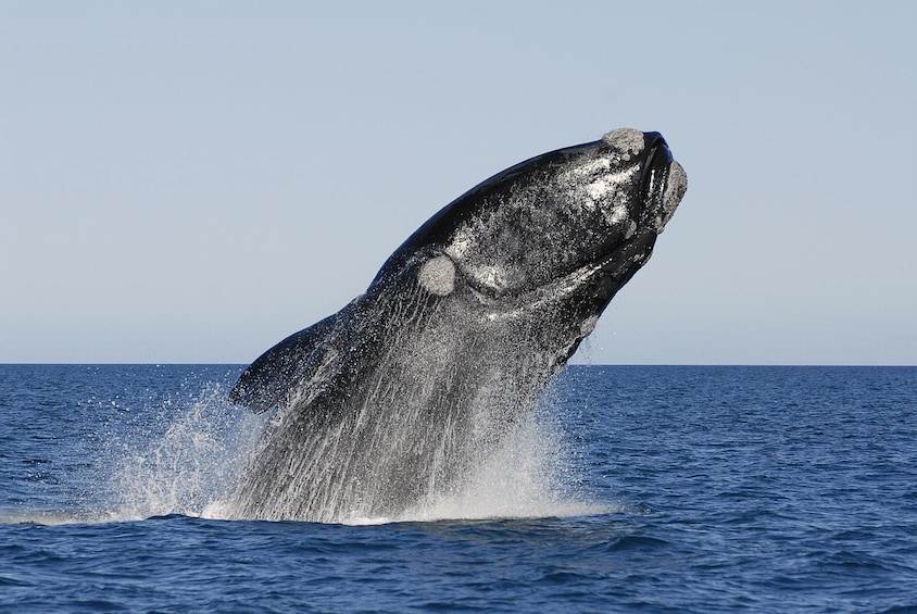 Peninsula Valdes Tour from Puerto Madryn & Whale Watching