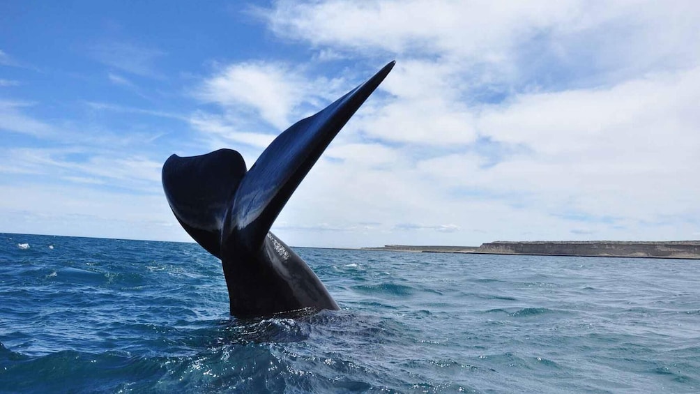 Peninsula Valdes Whale Watching