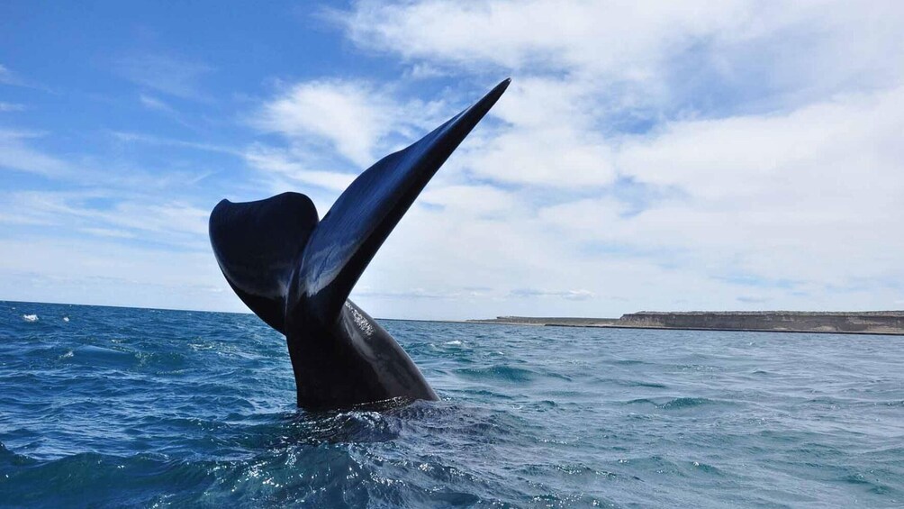 Peninsula Valdes Whale Watching