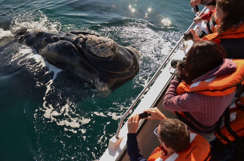 Peninsula Valdes Whale Watching