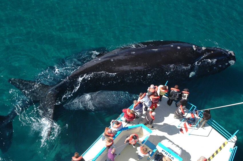 Peninsula Valdes Whale Watching