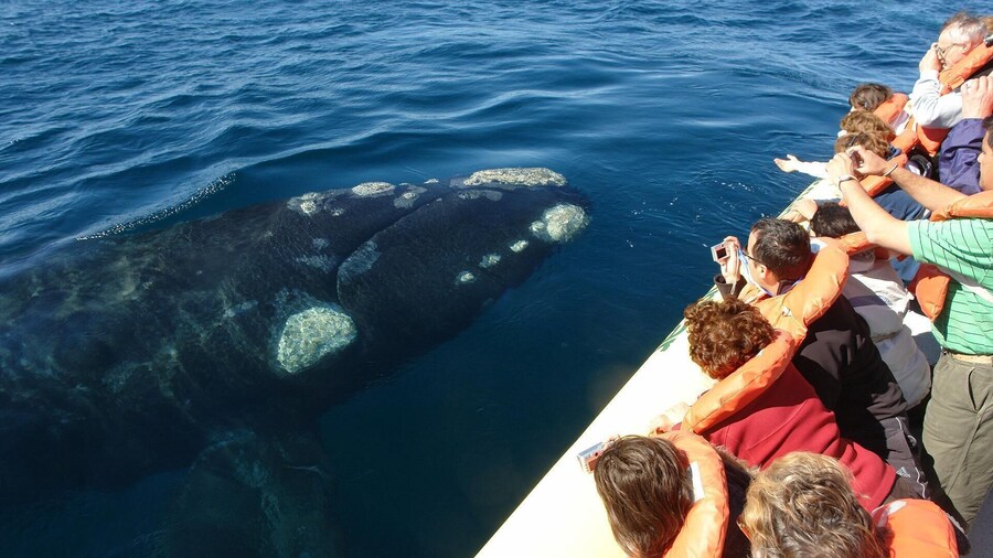 Peninsula Valdes Whale Watching
