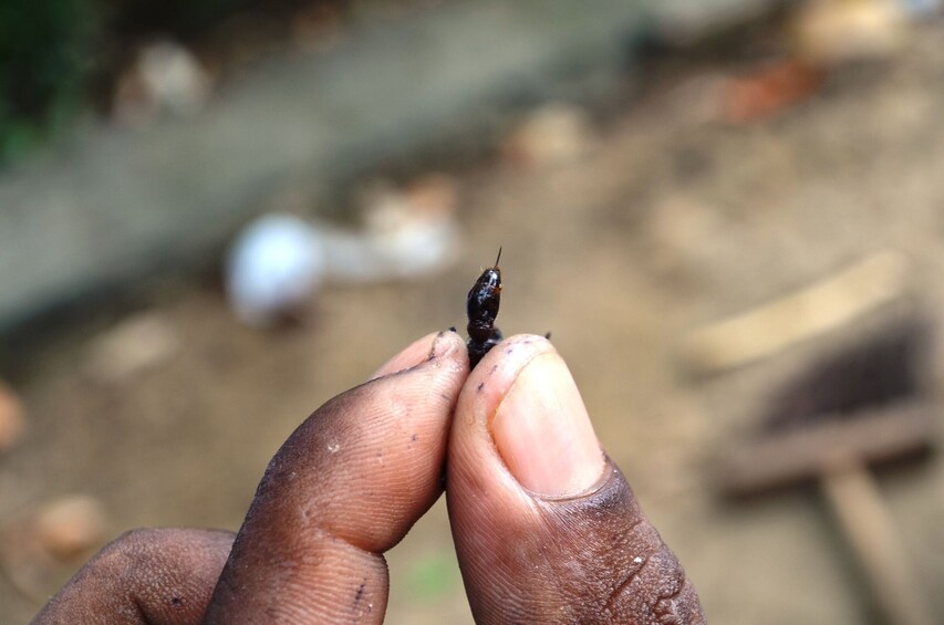 Tucandeira Ants Ritual In The Amazon