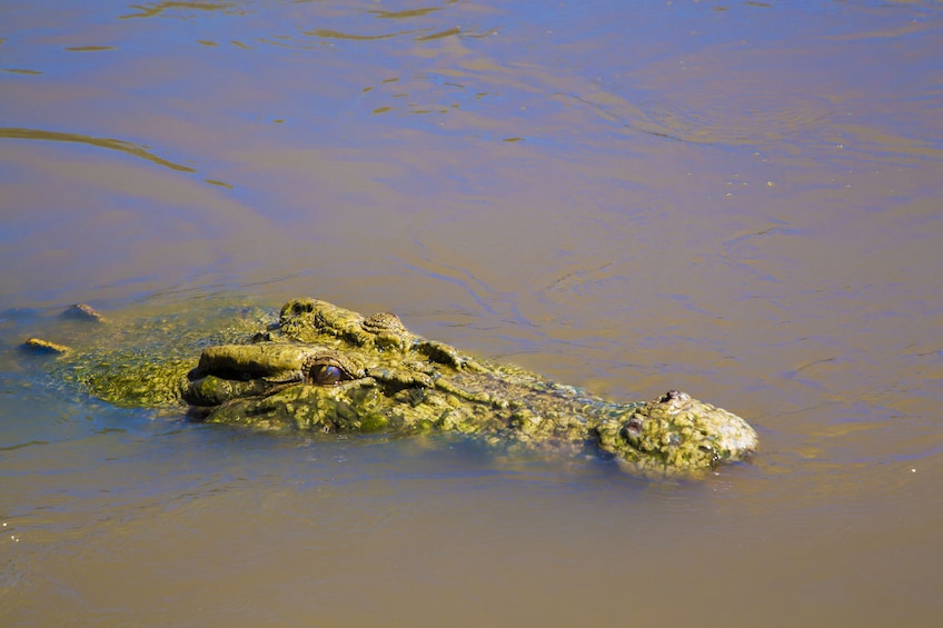 Darwin City Sights and Jumping Crocodile Cruise