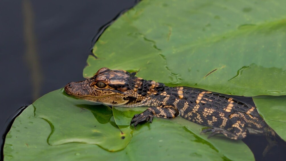 Alligator Watching And Piranhas Fishing In Manaus