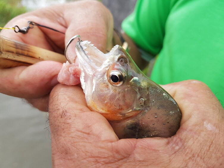 Alligator Watching And Piranhas Fishing In Manaus