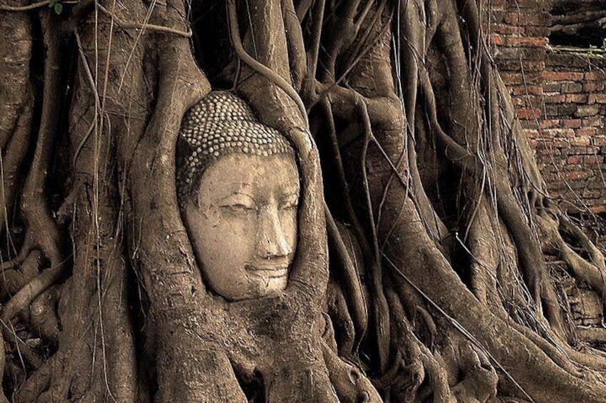 Buddha head in tree roots @Wat Mahathat