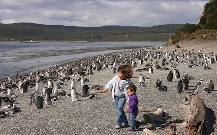 Ushuaia: wandeling tussen de pinguïns op Martillo eiland - Beaglekanaal