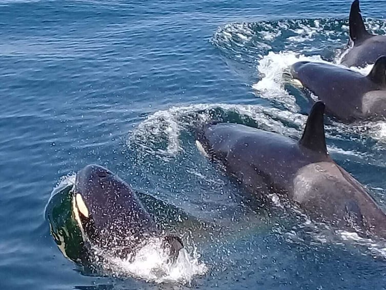 Coastline Whale & Dolphin Watching Experience