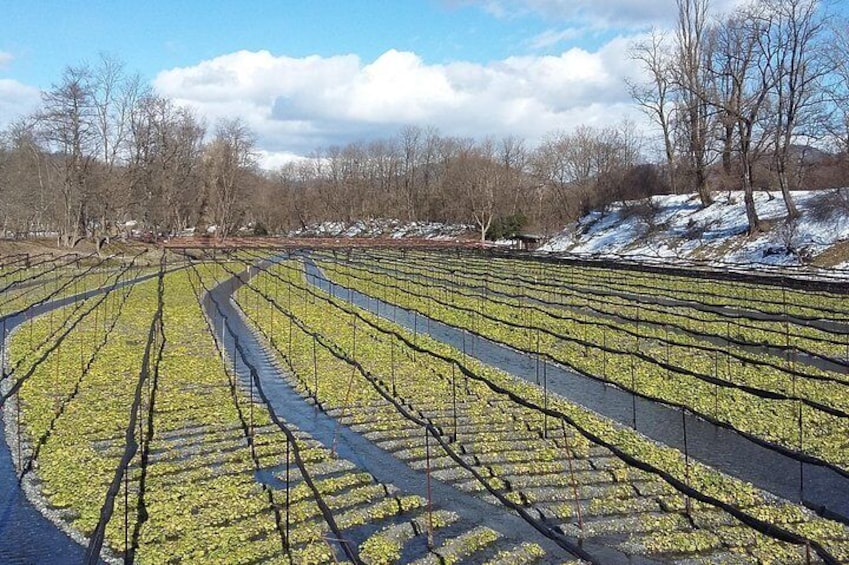 Wasabi Farm Discovery - Private Tour