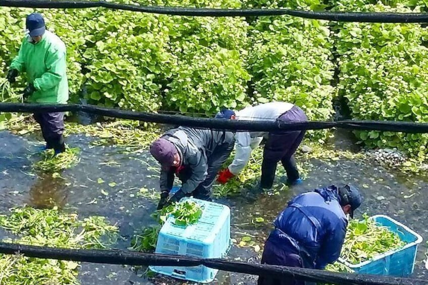 Wasabi Farm Discovery - Private Tour