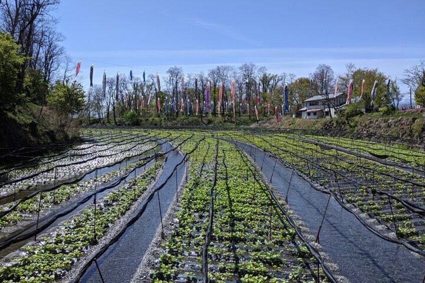 Wasabi Farm Walking Tour & Lunch