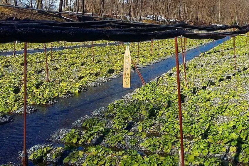 Wasabi Farm Discovery - Private Tour