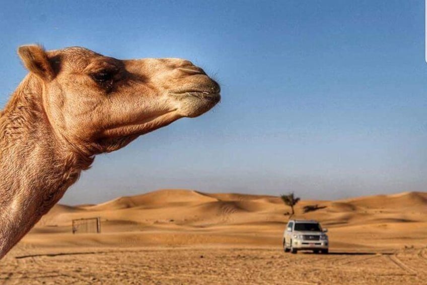 Abu Dhabi Camel Farm Visit