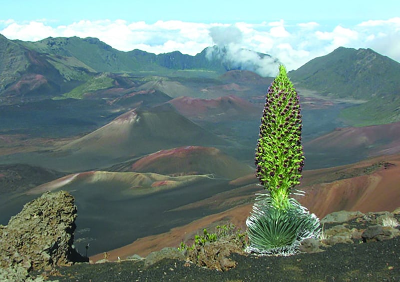 Best of Maui: Haleakala, Central Maui & 'Iao Valley Tour