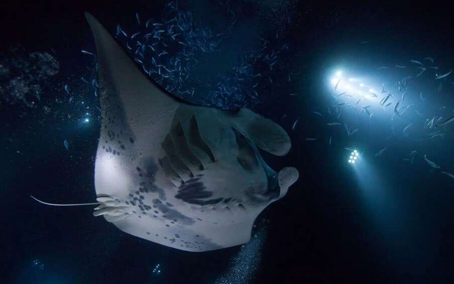 Snorkel with Manta Rays Guaranteed