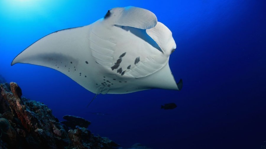 Snorkel with Manta Rays Guaranteed