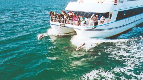 Sydney Port Stephen with Dolphin Watching Cruise Experience
