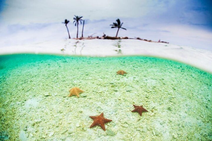 Starfishes