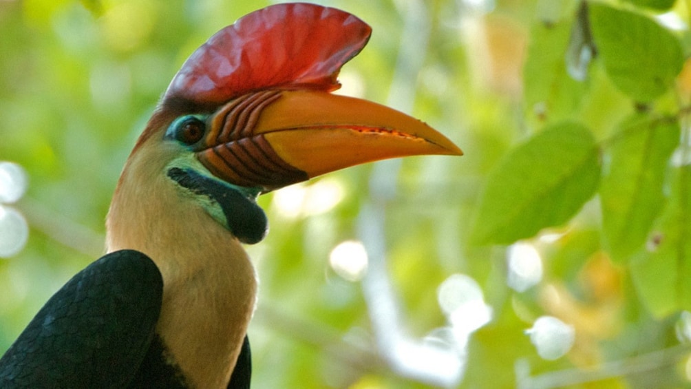 Tangkoko National Park Wildlife Exploration Private Tour