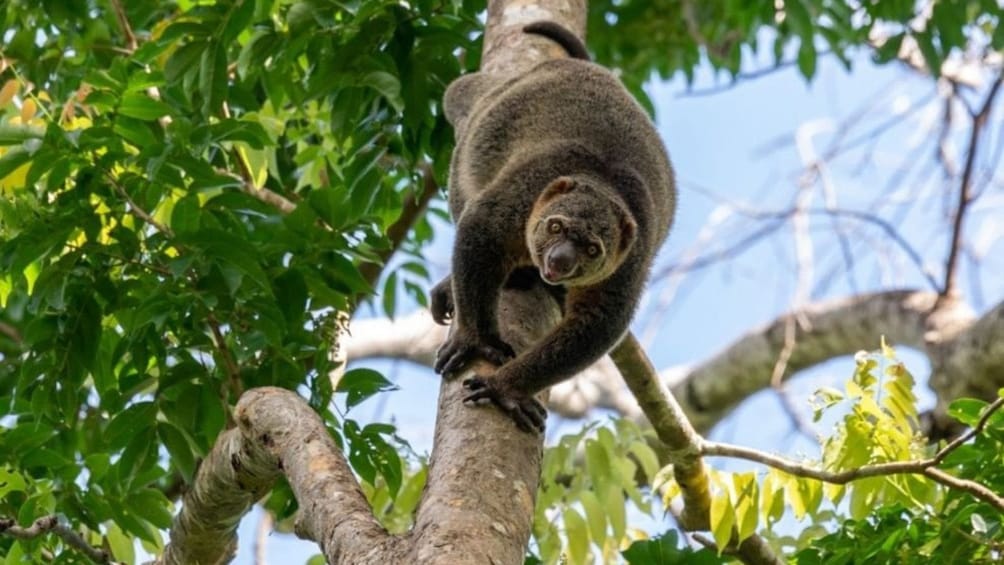 Tangkoko National Park Wildlife Exploration Private Tour