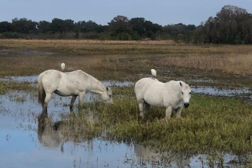 1 Hour Everglades Airboat Tour Central Florida
