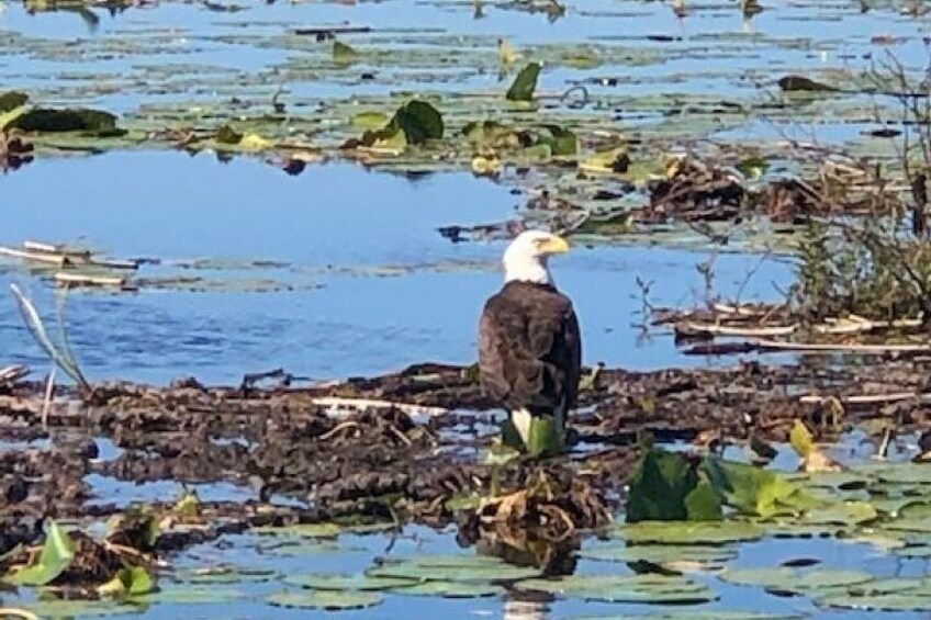 1 Hour Everglades Airboat Tour Central Florida