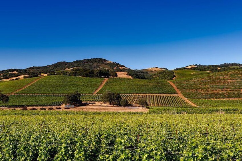 6 Hour Private Wine Sonoma Tours Mercedes-Benz Sprinter Passengers Van